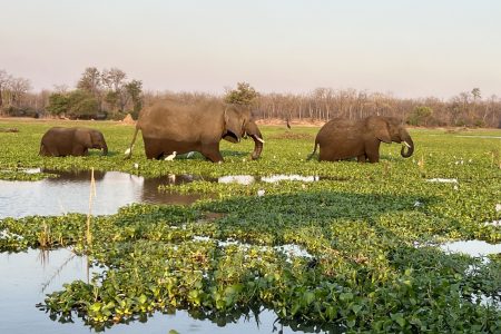 Liwonde National Park