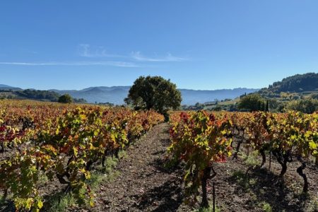 Print Rasteau - vignes-automne-2